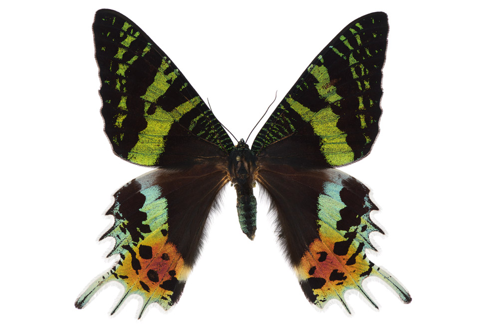 Crysiridia rhipheus   95 mm Flügelspannweite, Madagaskar